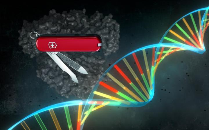 Searching for the CRISPR Swiss-army Knife (1 of 2)