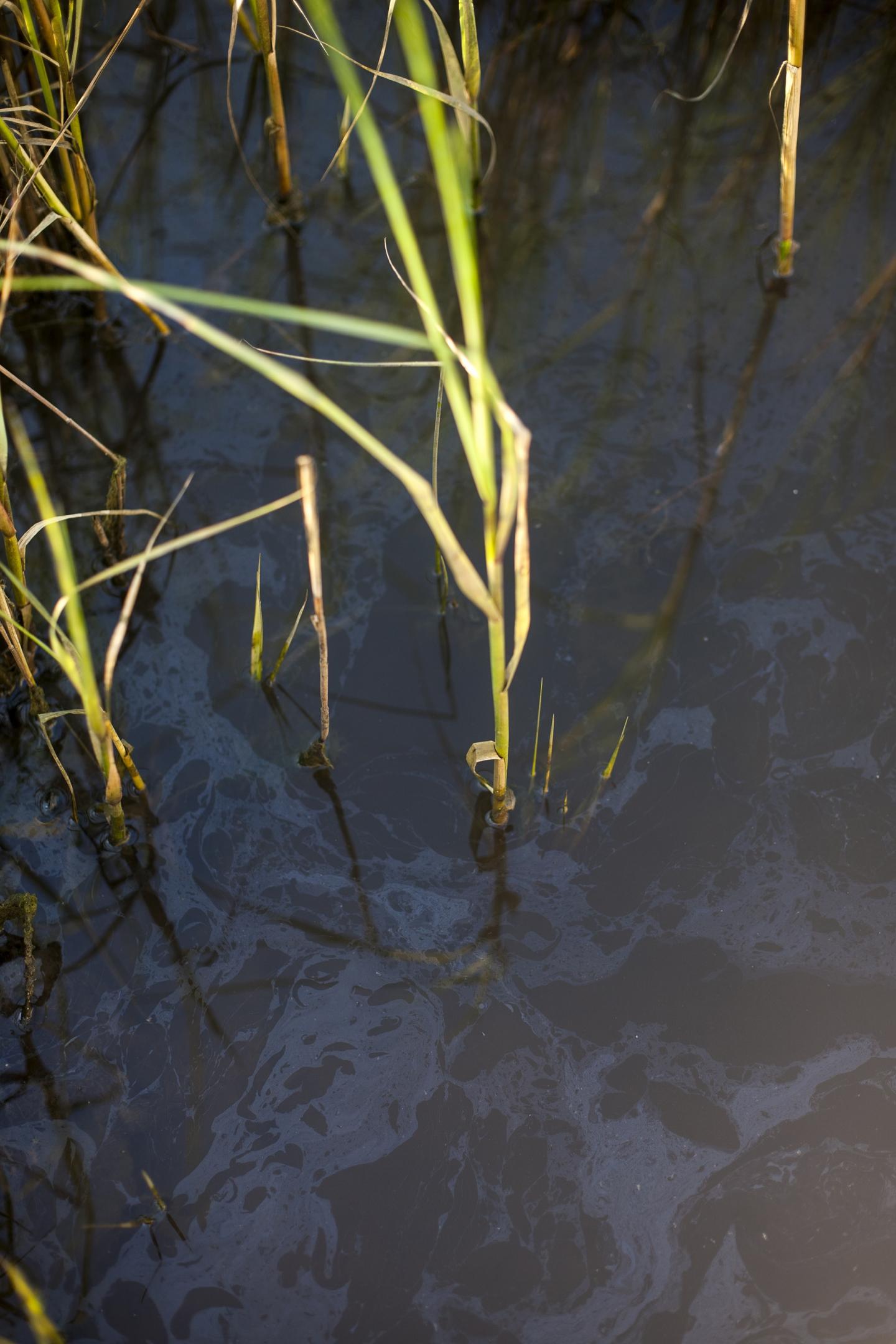 Oil Residues on the Surface of the Water in the Salt Marshes of Barataria Bay, La.