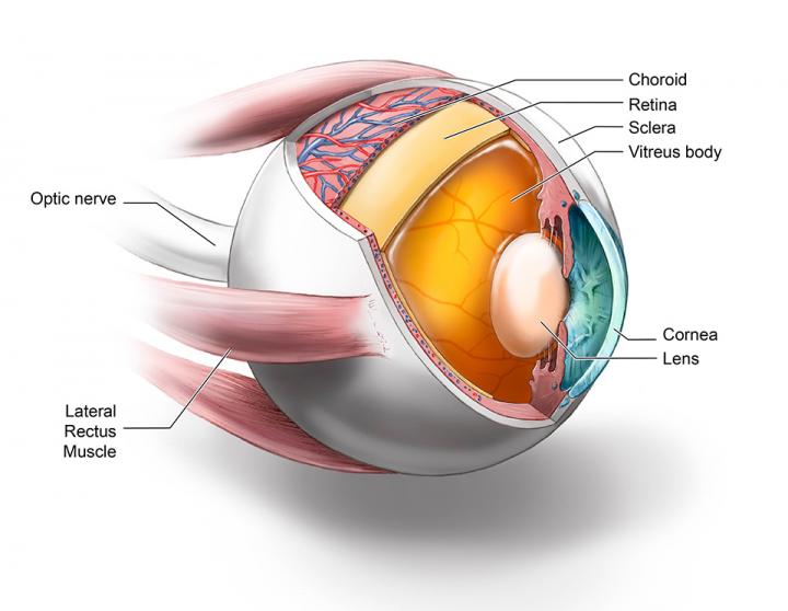 Ocular Tissues Tested by RT-QuIC