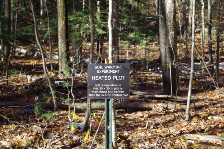 Soil Warming Plot at Harvard Forest in Massachusetts