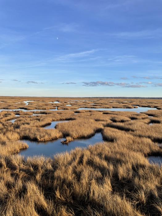 Tidal Wetland