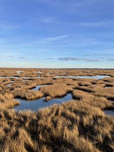 Tidal Wetland