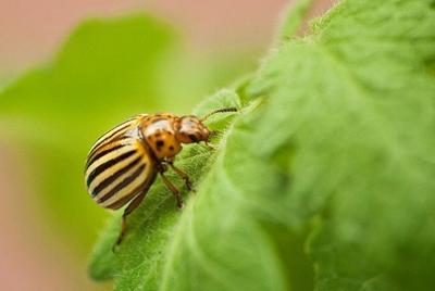 Potato Beetle