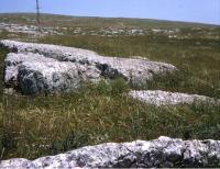 Field of Wild Emmer Wheat, Triticum Dicoccoides, in Upper Galilee, Israel