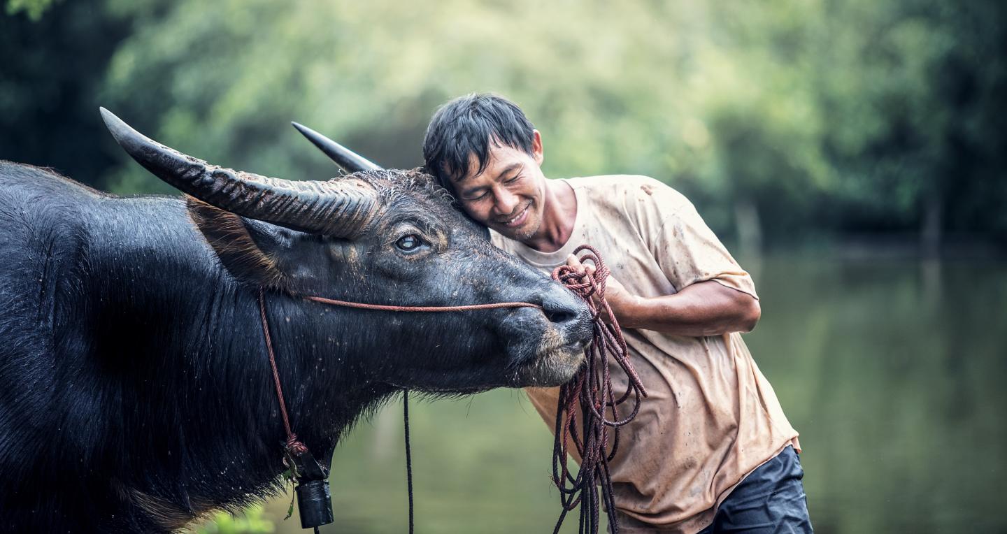 Farmer with Cattle