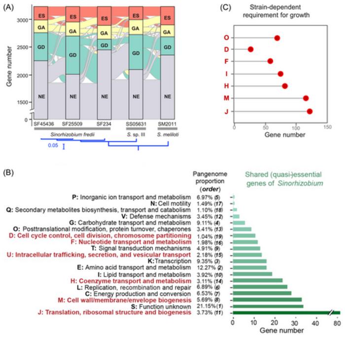 A considerable fuzzy essential zone of Sinorhizobium pangenome core