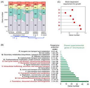 A considerable fuzzy essential zone of Sinorhizobium pangenome core