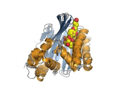 CHI-Fold Proteins