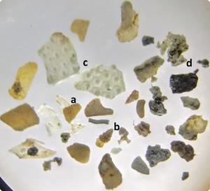 Different types of prey found in the stomach of the captured individual of Lagocephalus sceleratus in Medulin Bay.