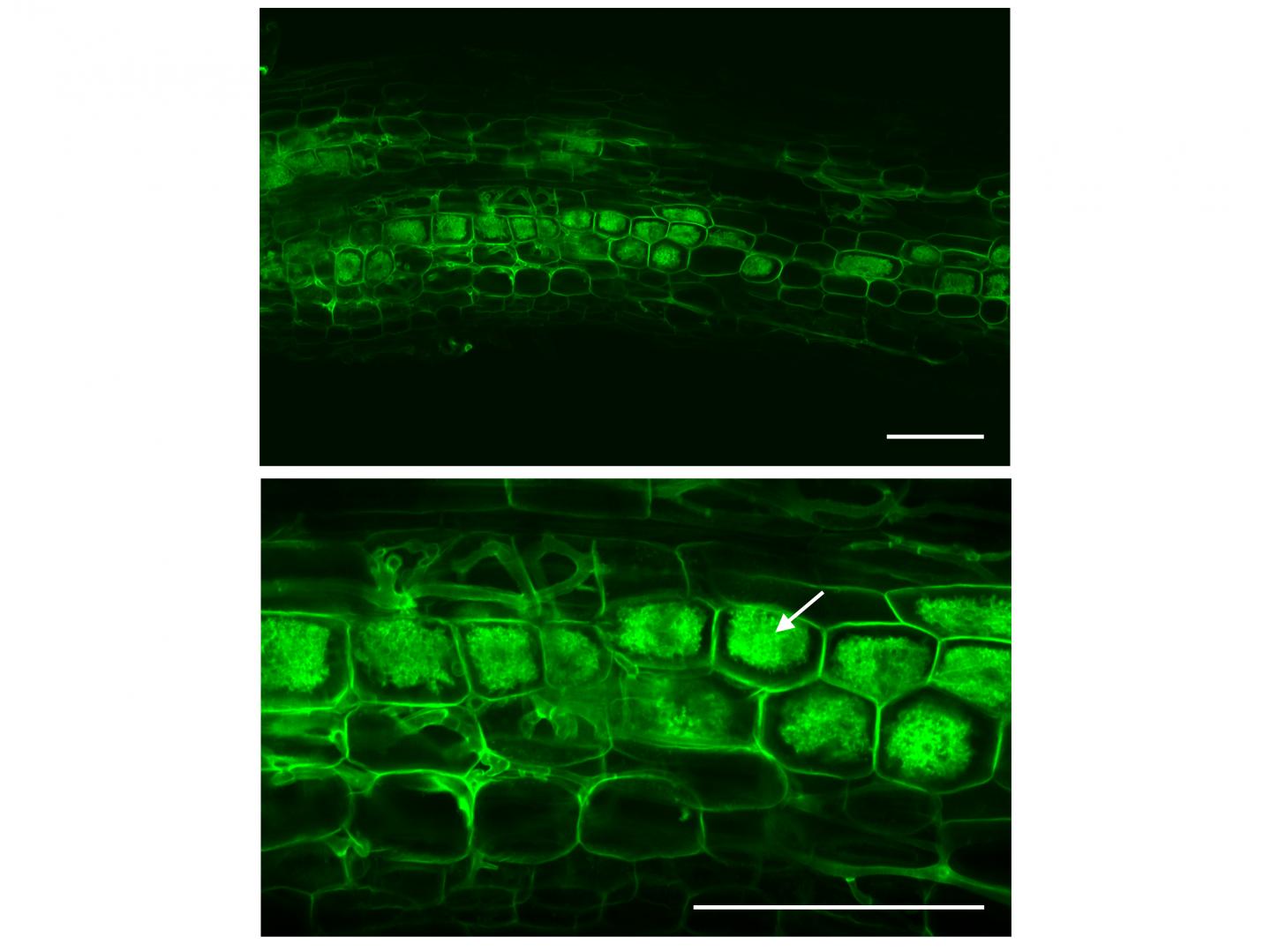 How Plants Make Friends with Fungi
