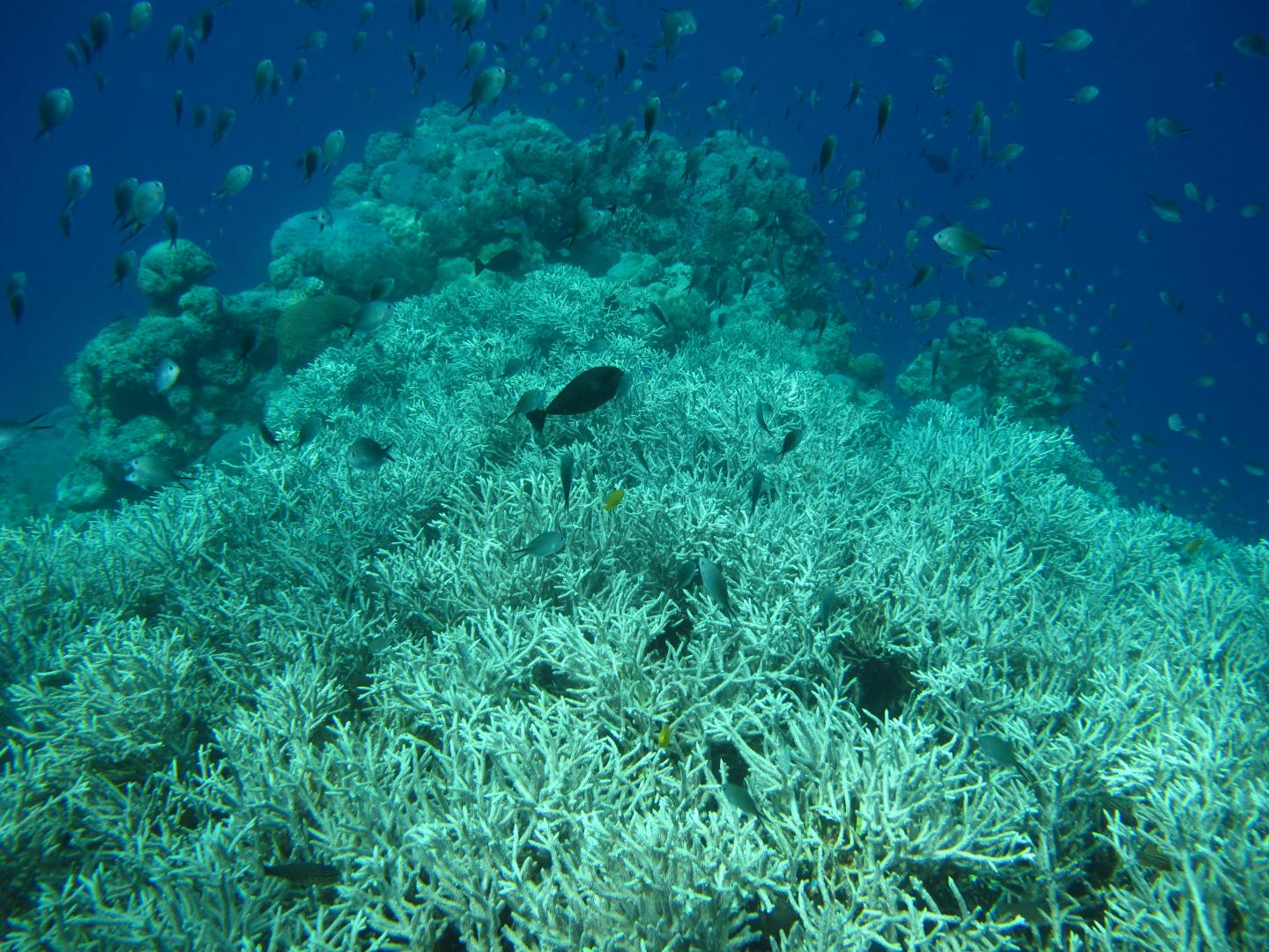 Coral Reefs Are Constantly under Environmental Stress