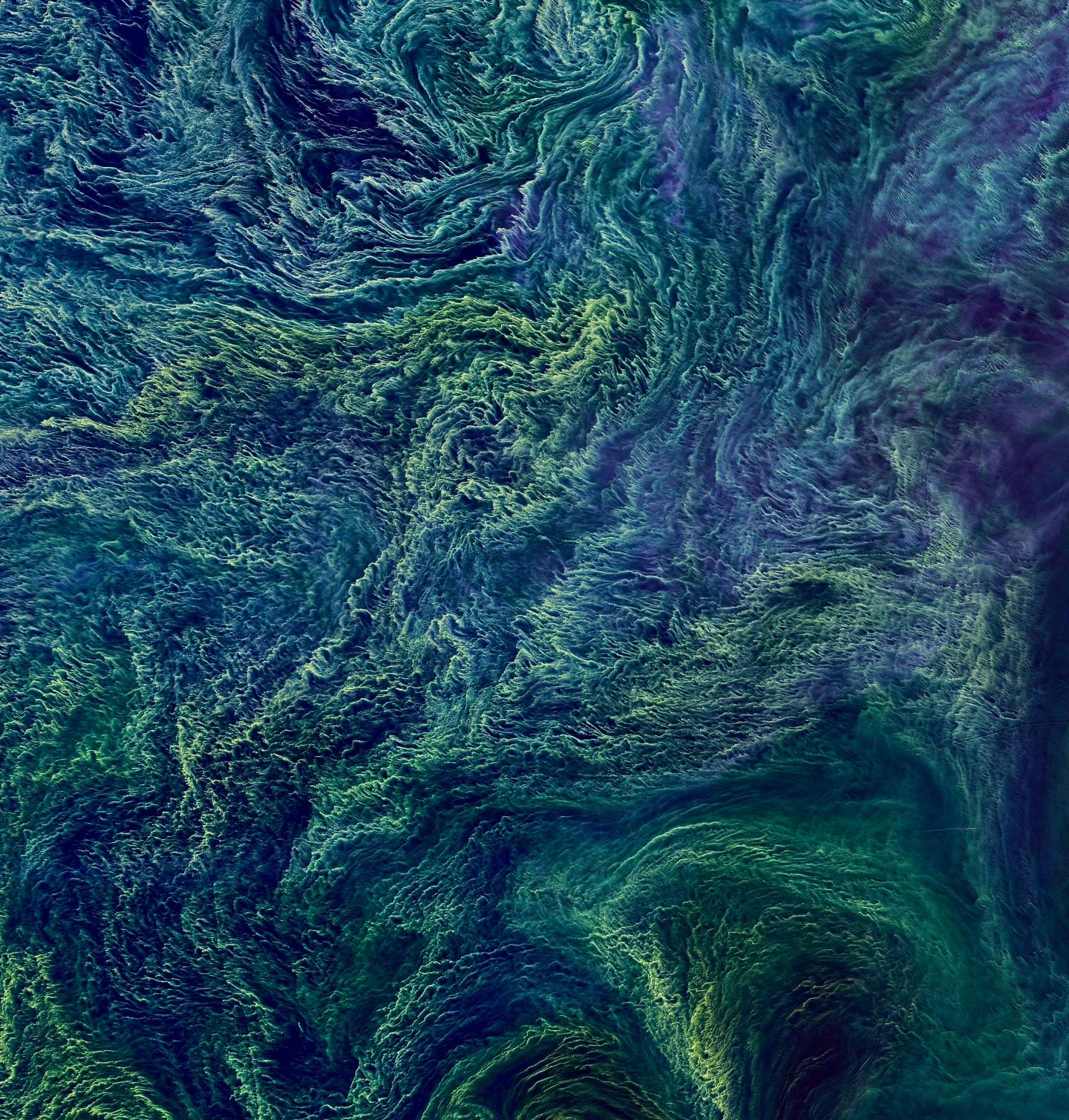 False-Color Image of a Large Bloom of Cyanobacteria