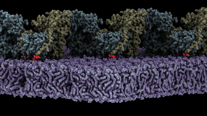 Activación de FAK en las membranas lipídicas