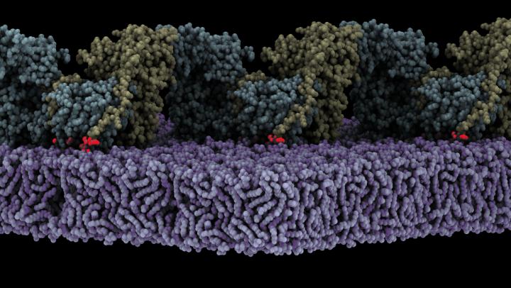 Activation of FAK on Lipid Membranes