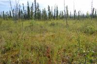 Sedges Grow across the Surface of the thawing Permafrost Bog in Alaska