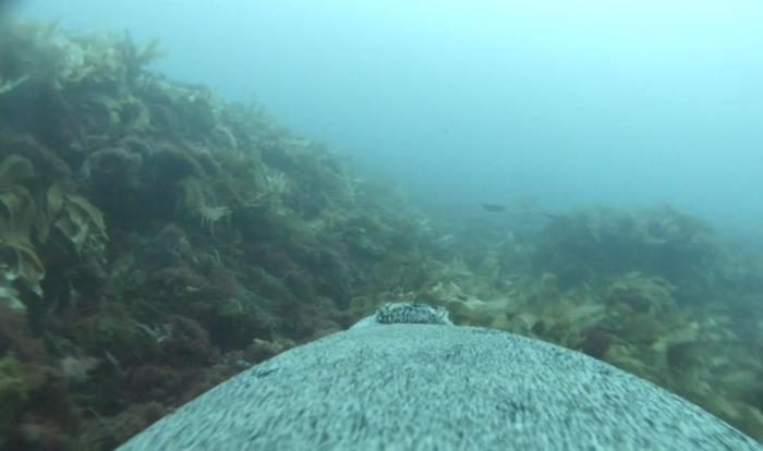 Sea lion swimming with camera