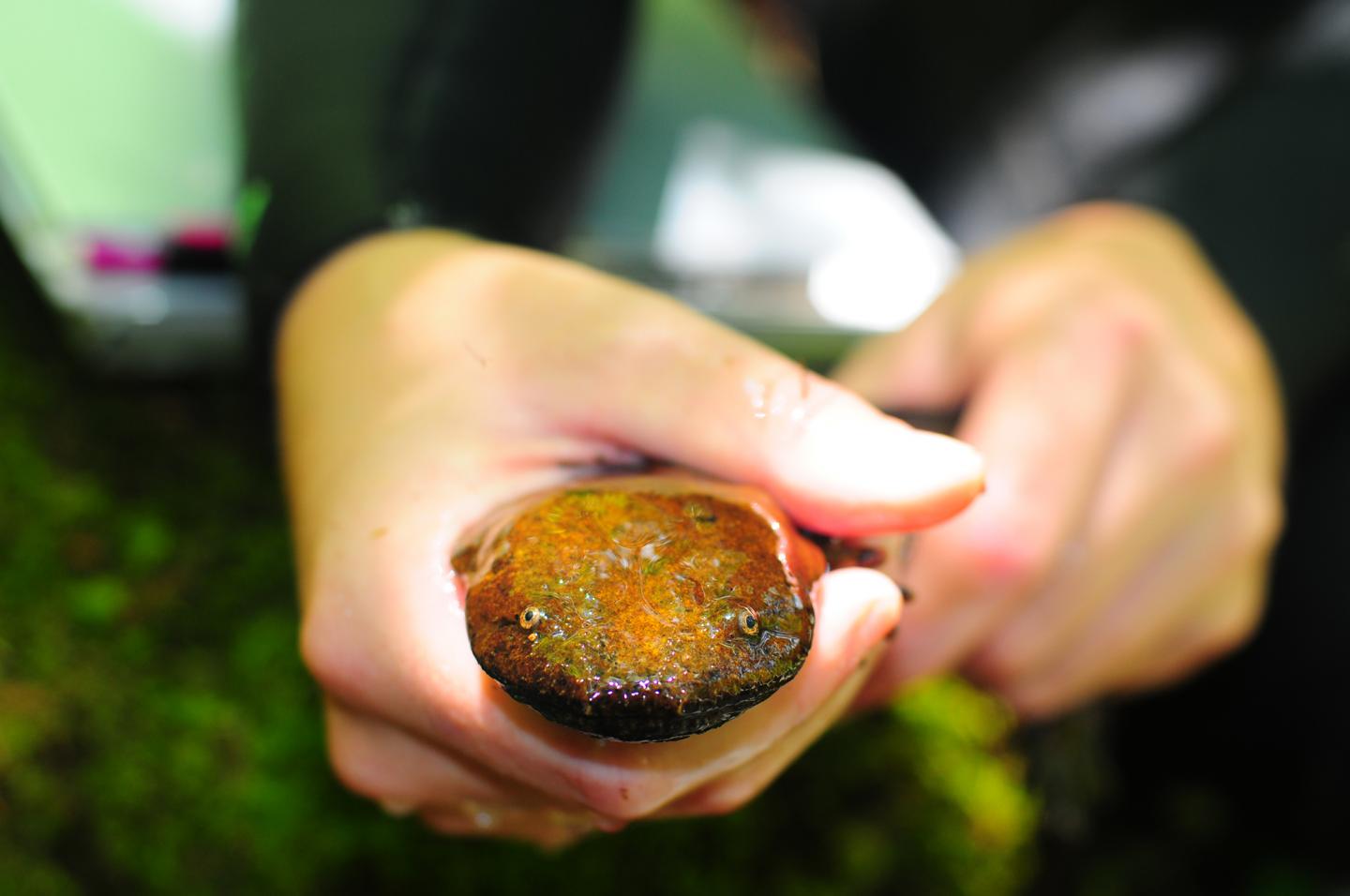 Young Hellbenders Prefer Tiny Houses