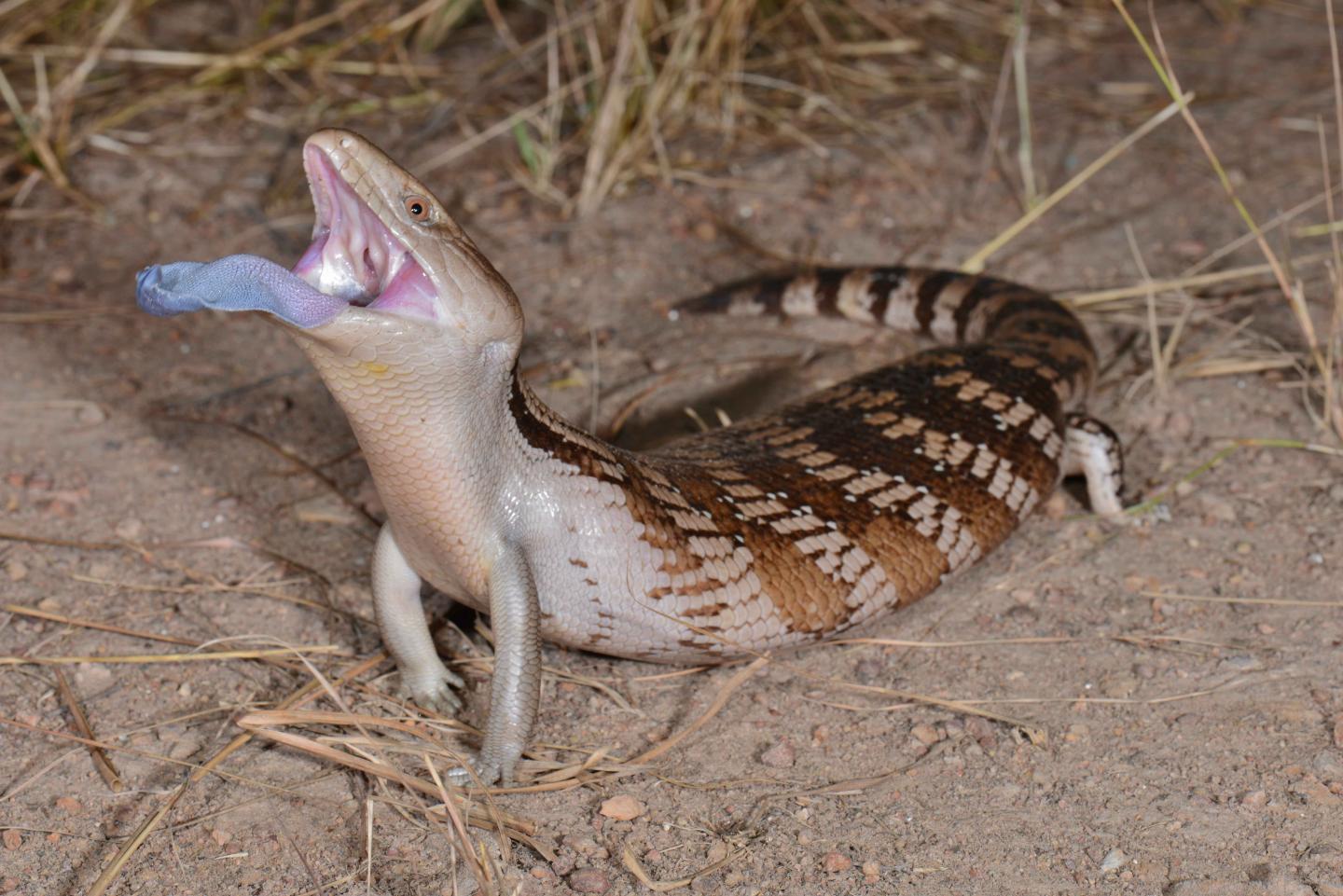 Bluetongue Skink in a Classic Anti-Predator Display