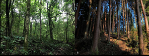 Natural forest and plantation landscape