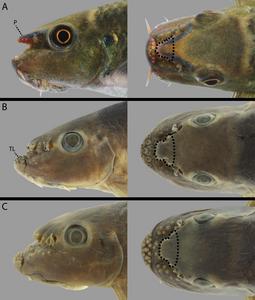 MSU biologists age large tripletail fish