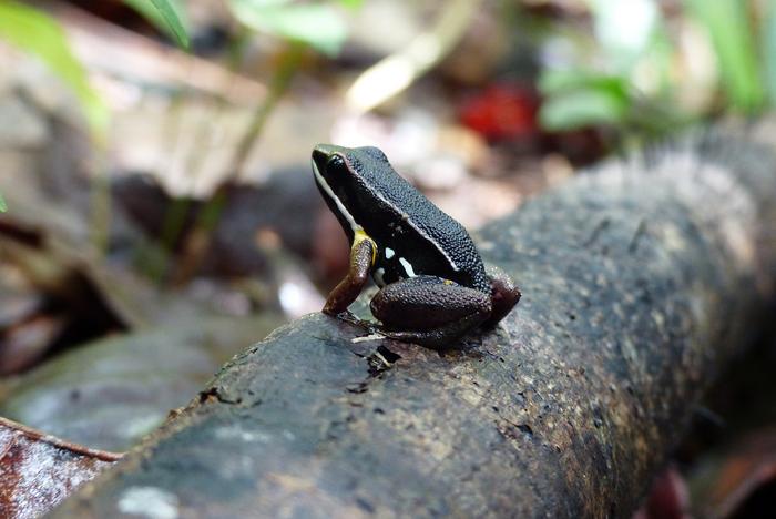 Allobates femoralis poison dart frog