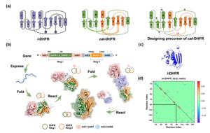 Design and biosynthesis of catenated dihydrofolate reductase (DHFR)