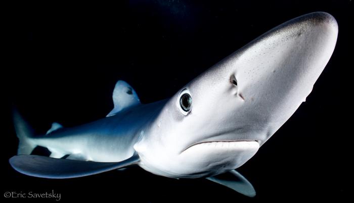 Blue shark