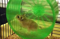 Hamster in Wheel