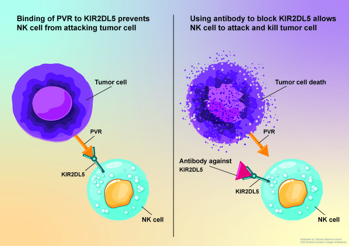 Unleashing natural killer (NK) cells against cancer: