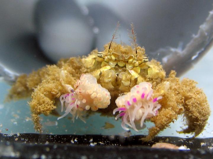 <i>Lybia leptochelis</i> Holding Similar Sized Alicia sp. Anemones