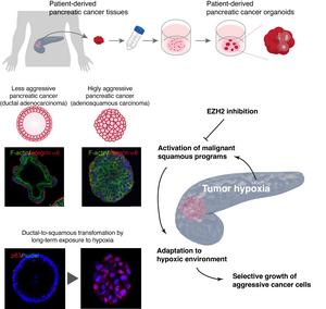 Research Overview Diagram