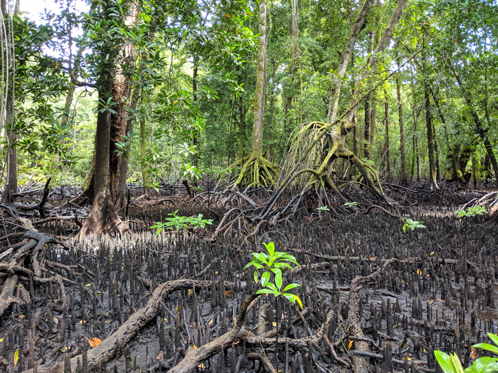 A mangrove forest with roots growing out of the sediment, on the island of Kosrae, Federated States of Micronesia.