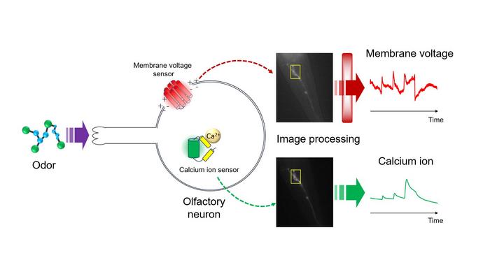 Simultaneous detection of two neuron signals