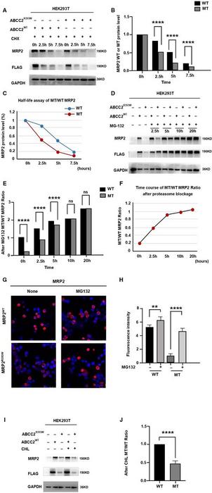 The p.R393W variant in MRP2 facilitated protein degradation via the proteasomal pathway.