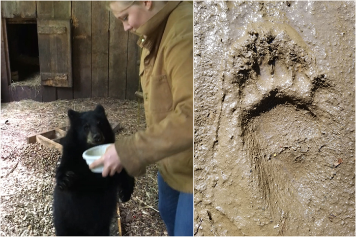 A black bear walks across a trackway and left footprint of a juvenile black bear.