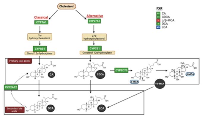 The classical and alternative pathways for bile acid (BA) synthesis.