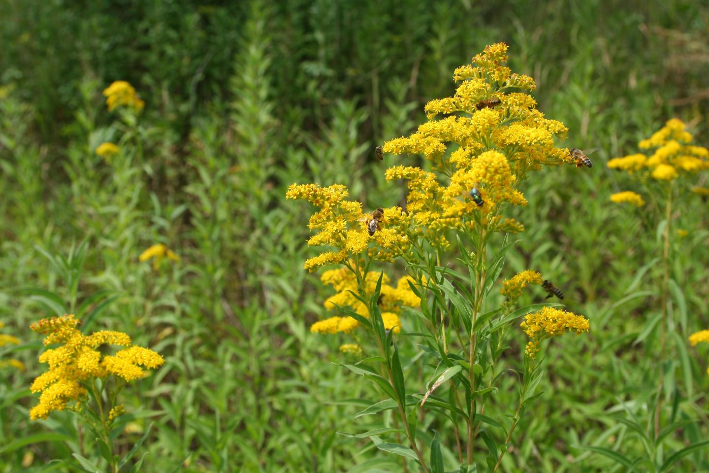 The Giant Goldenrod