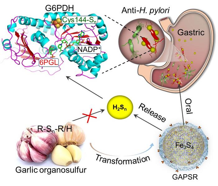 Selective G6PDH inactivation for Helicobacter pylori eradication with transformed polysulfide