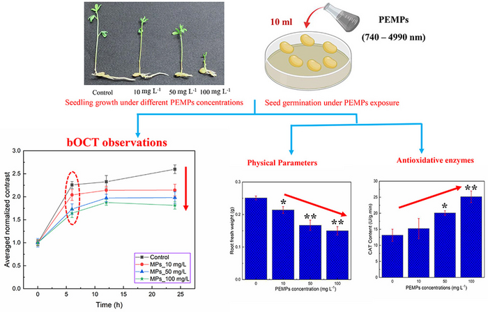 The impact of polyethylene microplastics on lentil seed germination.
