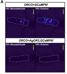 Olfactory neurons in mosquito antennae