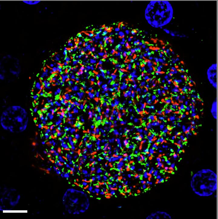 Genetically Attenuated Parasite for Plasmodium Falciparum