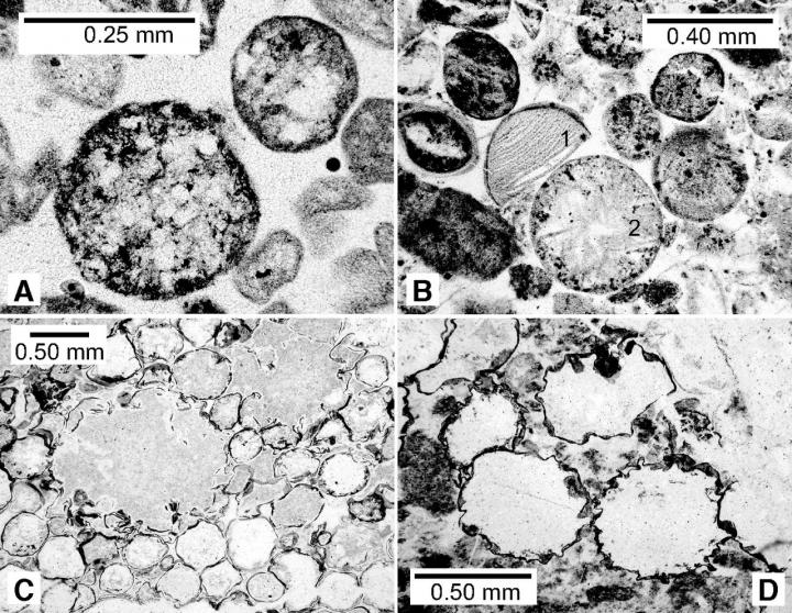 Spherules in the Barberton Greenstone Belt