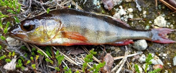 Fish with eye parasites