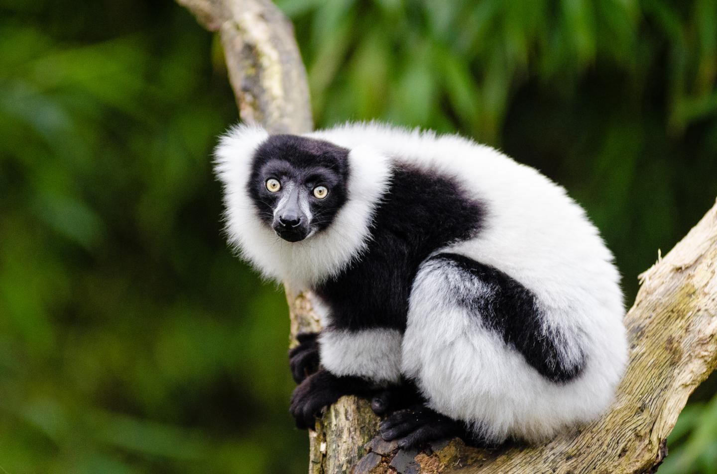 Black-and-White Ruffed Lemur