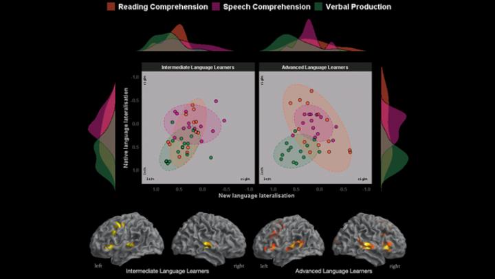 Learning a New Language Changes the Brain's Division of Labor