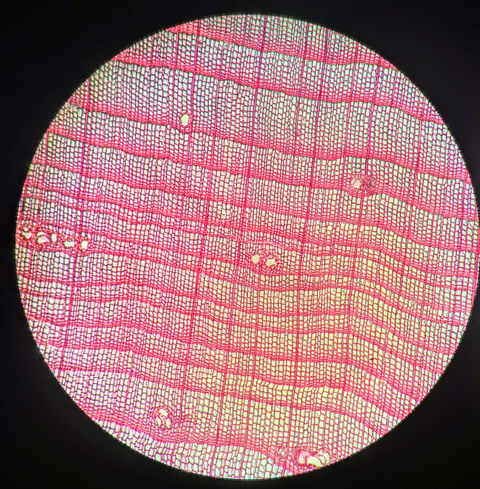 A close look at tree rings