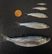 Juvenile Chinook Salmon