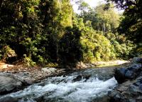 Sumatran Rainforest