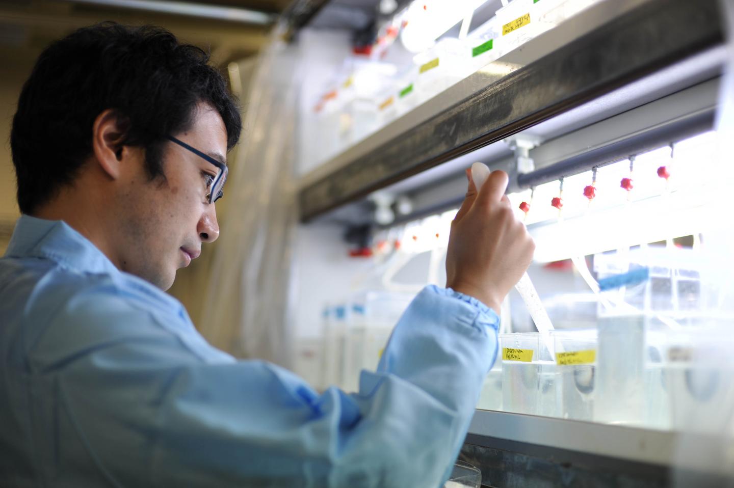 Toshiya Nishimura, National Institute for Basic Biology