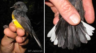 The Slate-throated Redstart (<i>Myioborus miniatus comptus</i>)